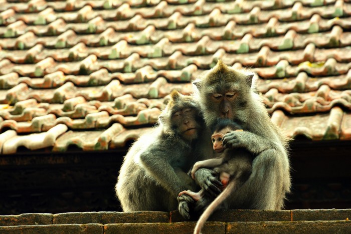 Bali famille 10.jpg