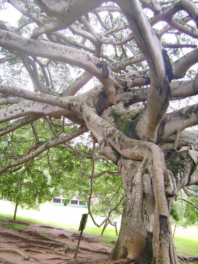 jardin botanique de Peradeniya