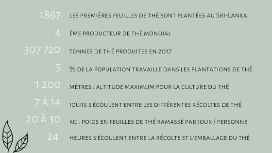 Les chiffres clés du thé au Sri Lanka