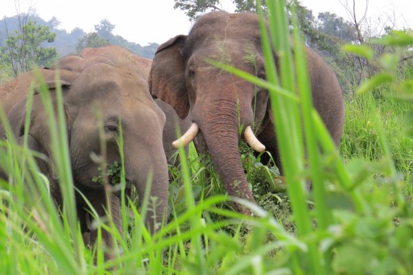 Une rando dans la jungle de Kaludiyapokuna