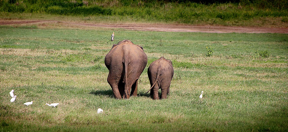 elephant-2130817_960_720.jpg
