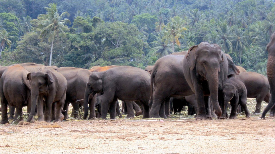 elephant-orphanage-170867_960_720.jpg