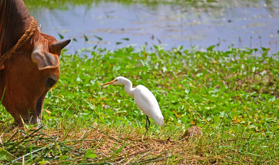 Polonnaruwa parcs nationauxle Wasgamuwa Angammedila Flood Plains