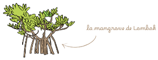 illus lombok 3.png