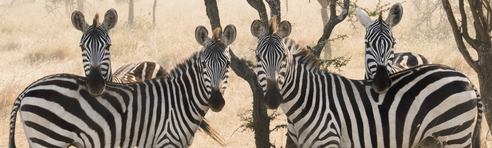 Bienvenue en Tanzanie 
