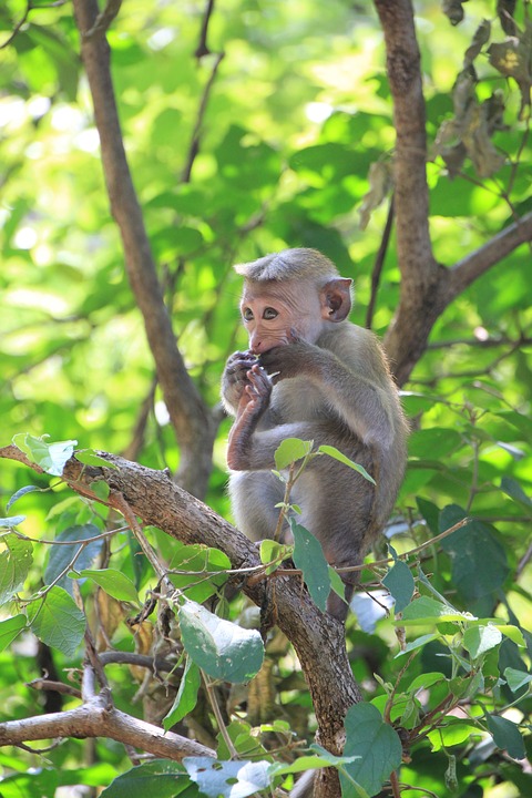 Singe Réserve d'Udawattakale
