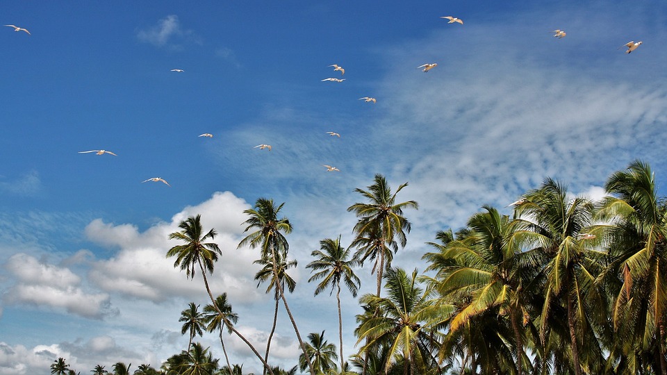 palm-trees-3540107_960_720.jpg