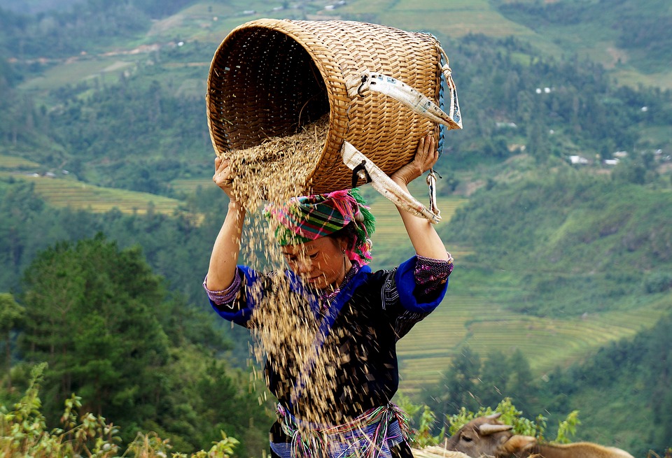 L'ethnie des Thai au Nord Vietnam