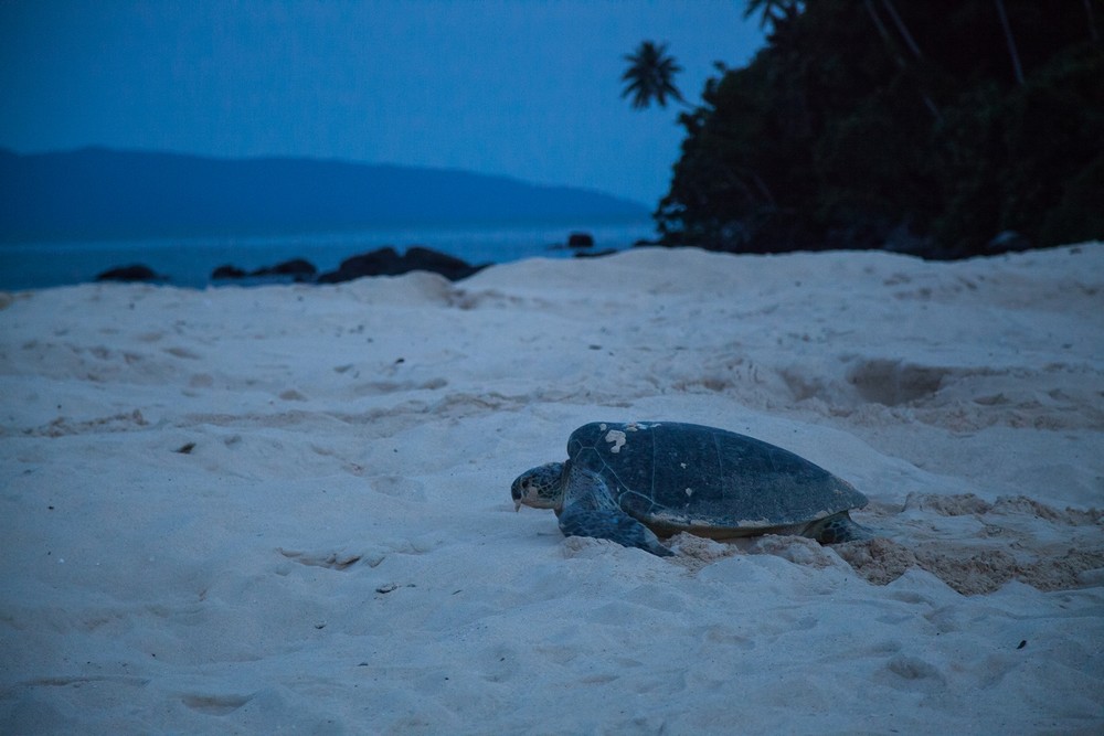 sea turtle.jpg