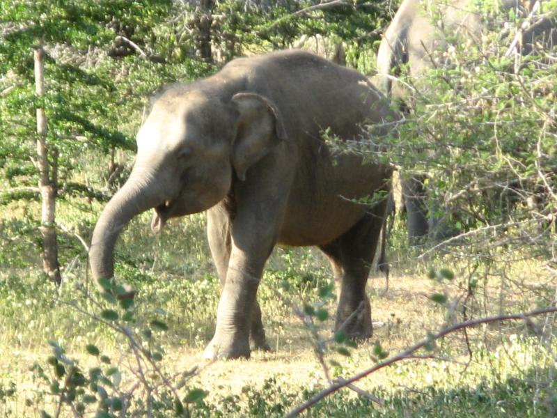 Avis de Hélène. M. - Voyage en Sri Lanka