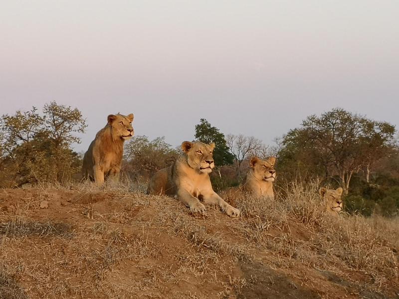 Avis de Famille Rougeaux - Voyage en Afrique du Sud