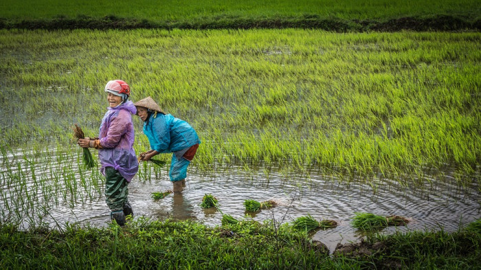 Ecotour au Vietnam : immersion à la campagne