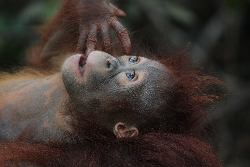 wildlife-3085394_960_720.jpg