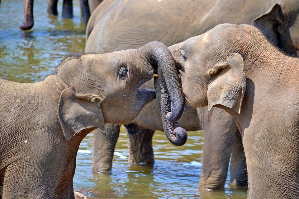Habarana et les elephants
